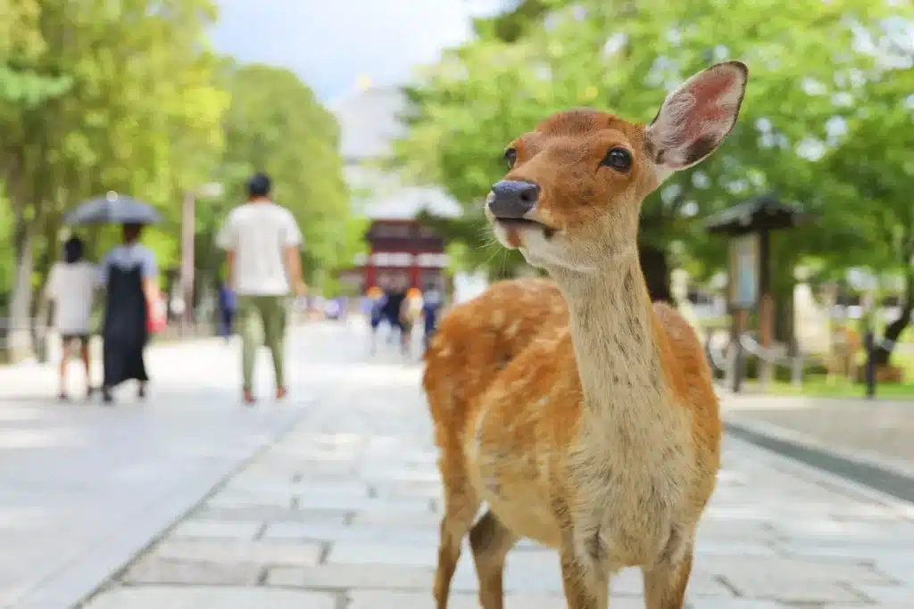 逆海外旅行保険　奈良の鹿